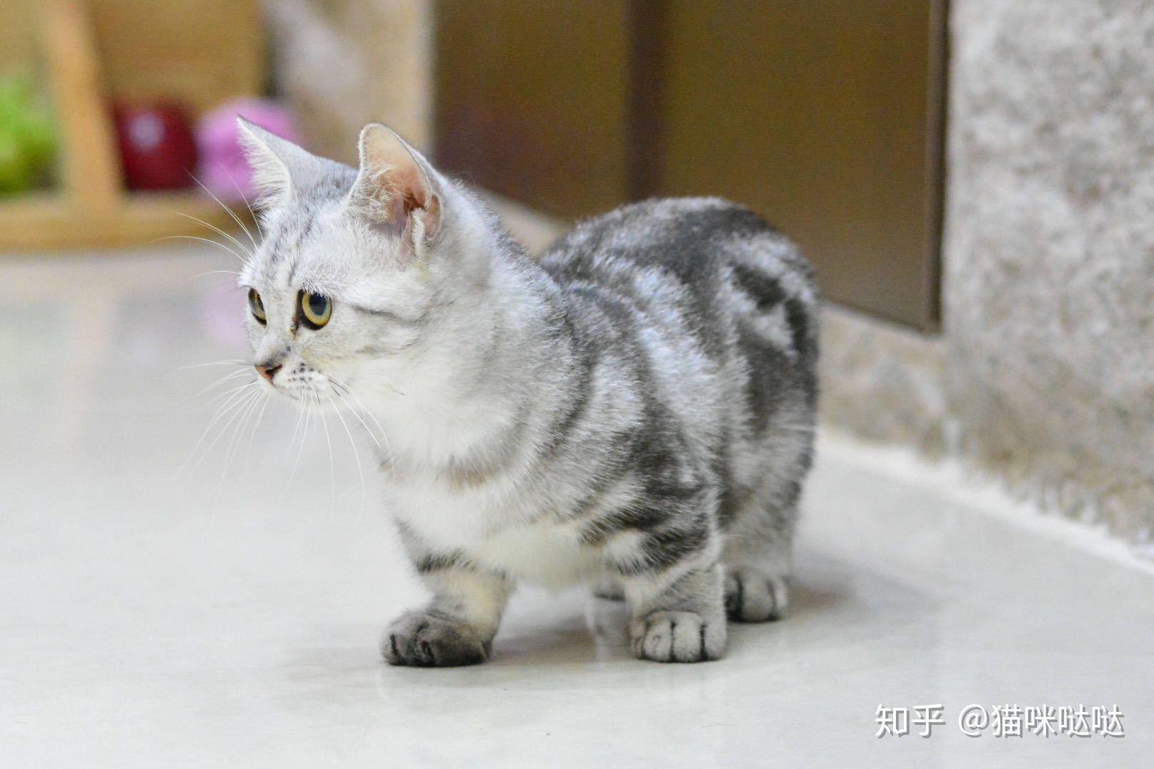超萌短腿猫你见过像柯基的猫咪吗