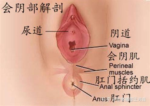 分娩时 会阴撕裂伤分级示意图 了解如何修复会阴撕裂 知乎