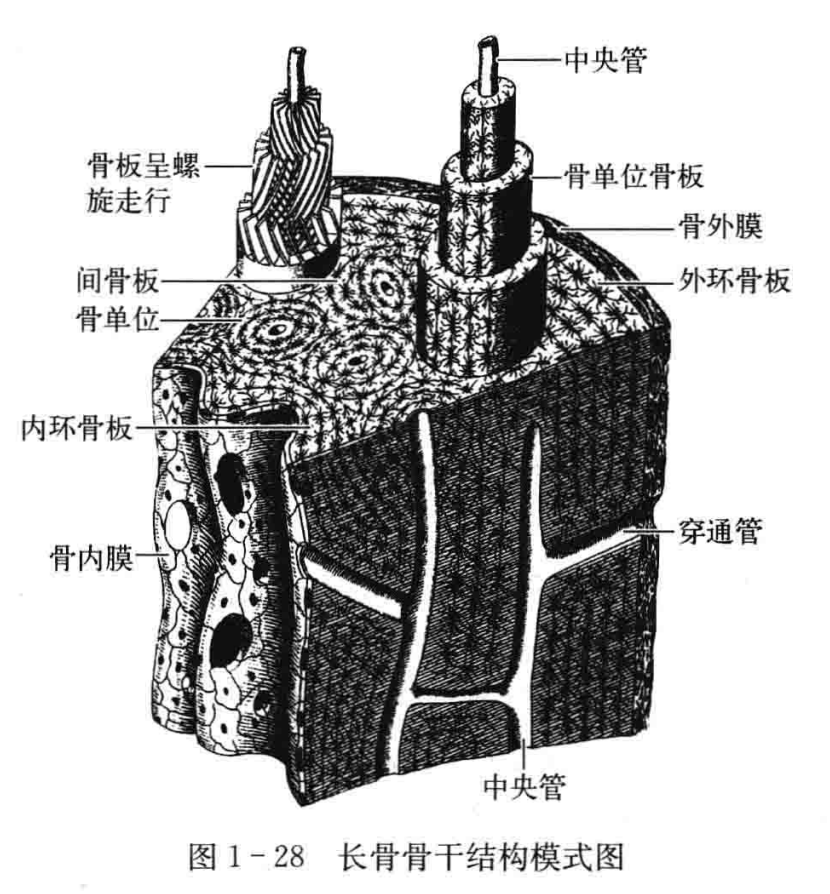 长骨 短骨图片