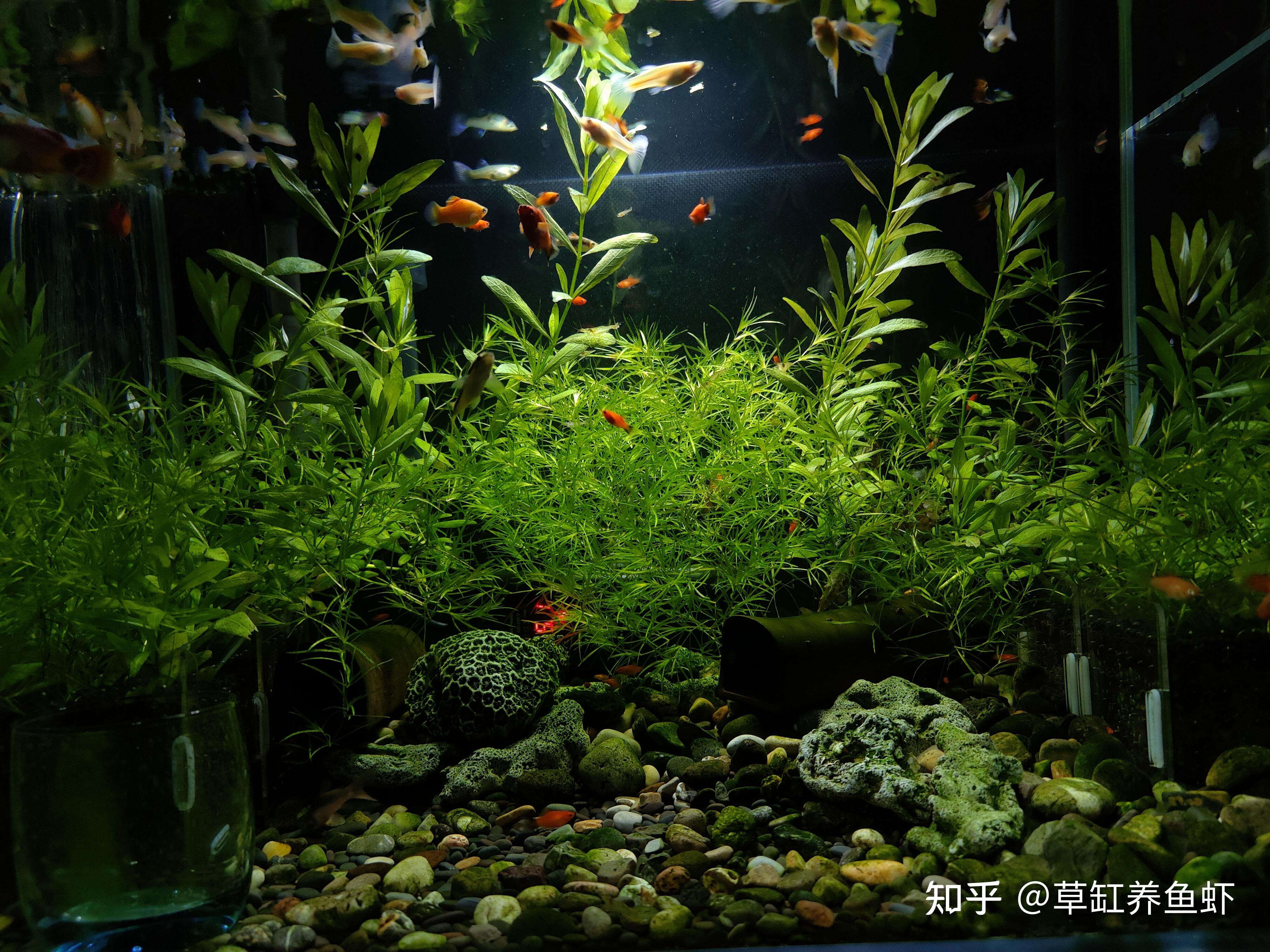 我是怎么把竹节草养到爆缸的注意这几点你也可以养爆缸了