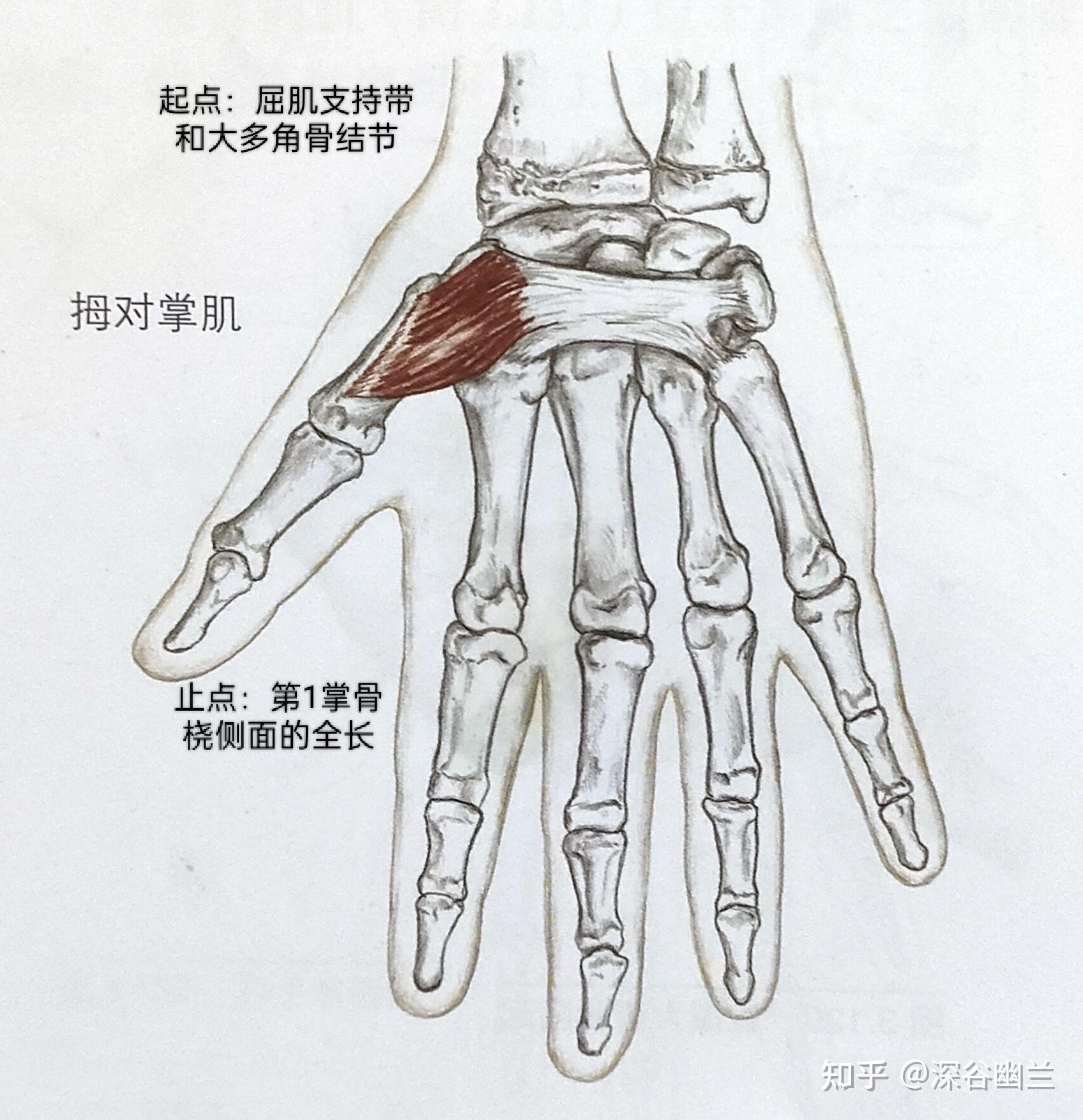 拇指背伸的肌肉有:拇长伸肌,拇短伸肌,拇长展肌,骨间掌侧肌(拇指,协助