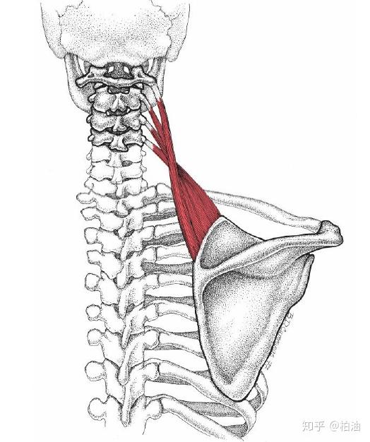 如何按摩肩胛提肌 放松肩颈 知乎