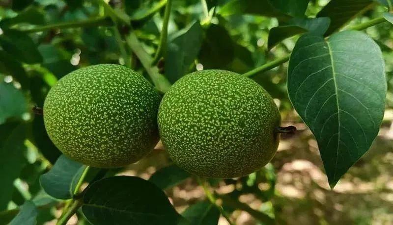 桃园罗家湾离核桃成熟还有一个月啦