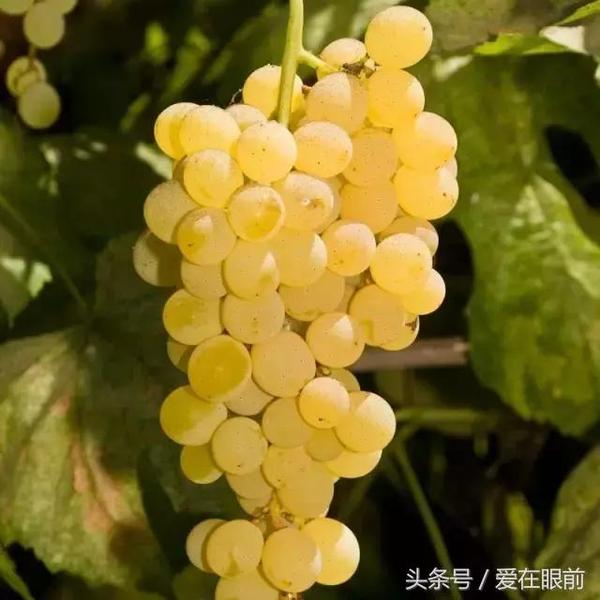 酸是一些葡萄品种本身的属性,这是正常现象