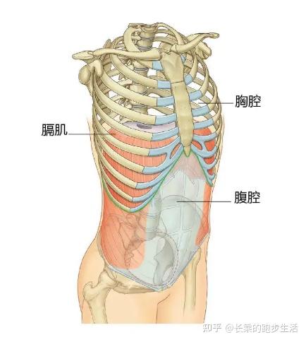 一,跑步岔气原理