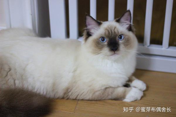 你喜欢手套色布偶猫吗