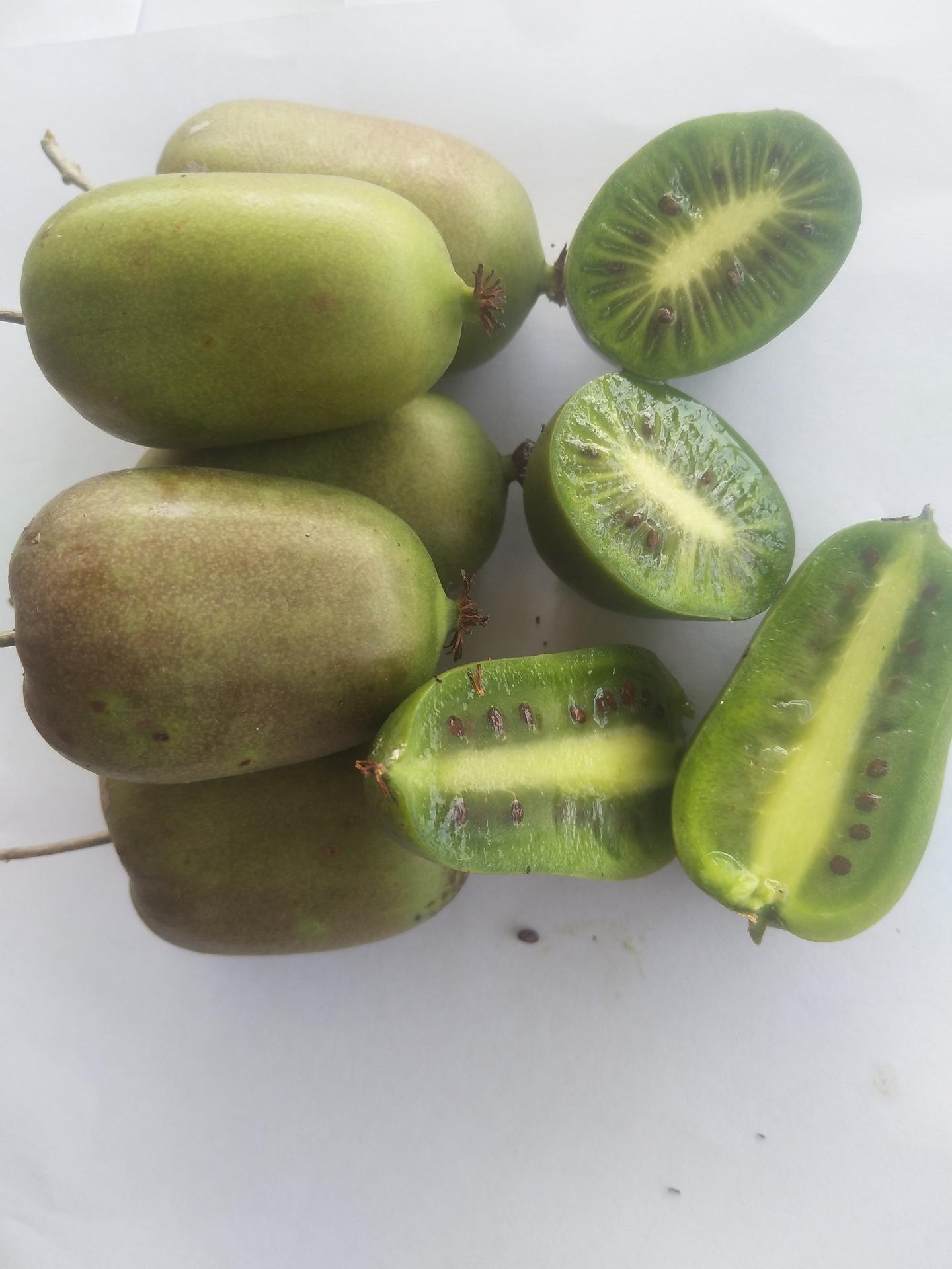 特色果树魅绿软枣猕猴桃肉绿色多汁细腻酸甜适度中熟