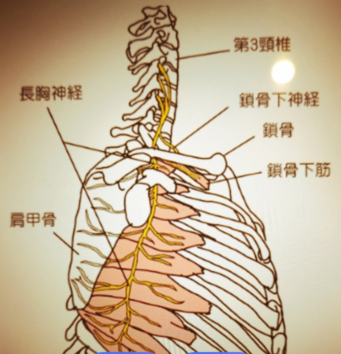 胸长神经与胸前痛 - 知乎