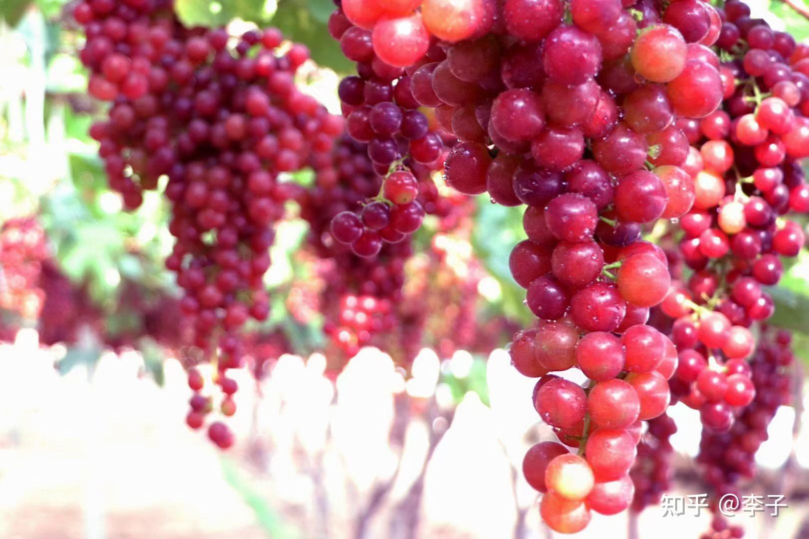 新疆水果四季新鲜篇