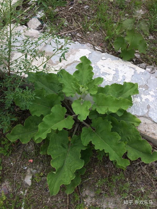 牛蒡花图片 野生牛蒡图片 牛蒡花图片药用价值 牛蒡花图片 野生牛蒡图片 牛蒡花图片药用价值