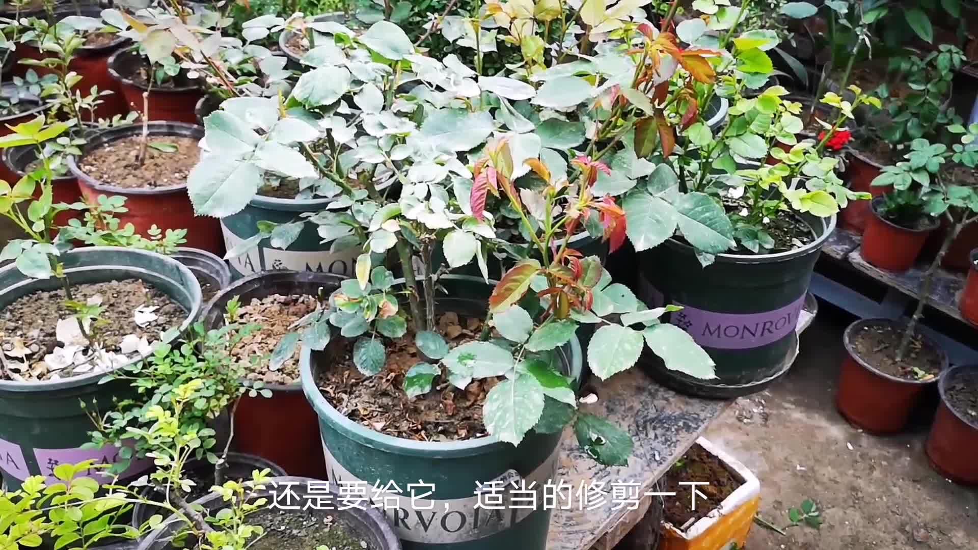 月季长太高了怎么修剪(月季花怎样修剪视频教程)