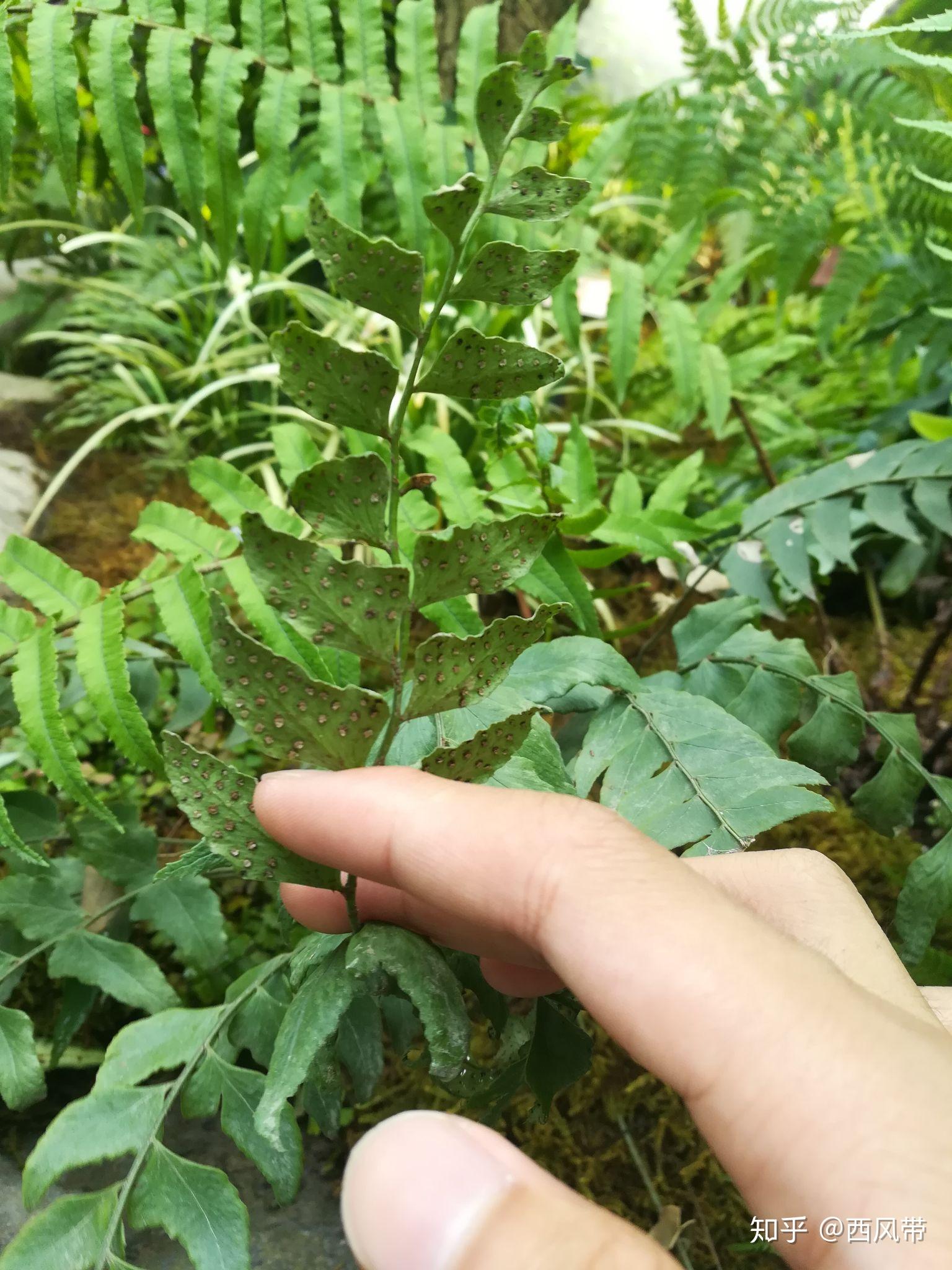 蕨类植物孢子繁殖教程(第一版) 