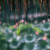 梅雨季节的形成原因 知乎 梅雨季节的形成原因 知乎