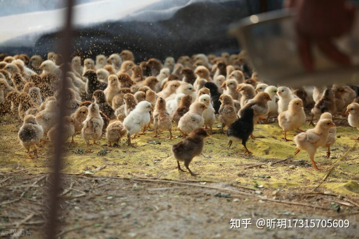 雏鸡饲养关键技术_北京农效禽业有限公司