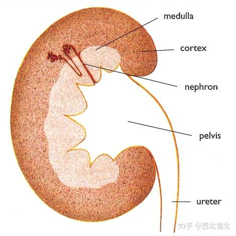 12.2 excretory system12.1.