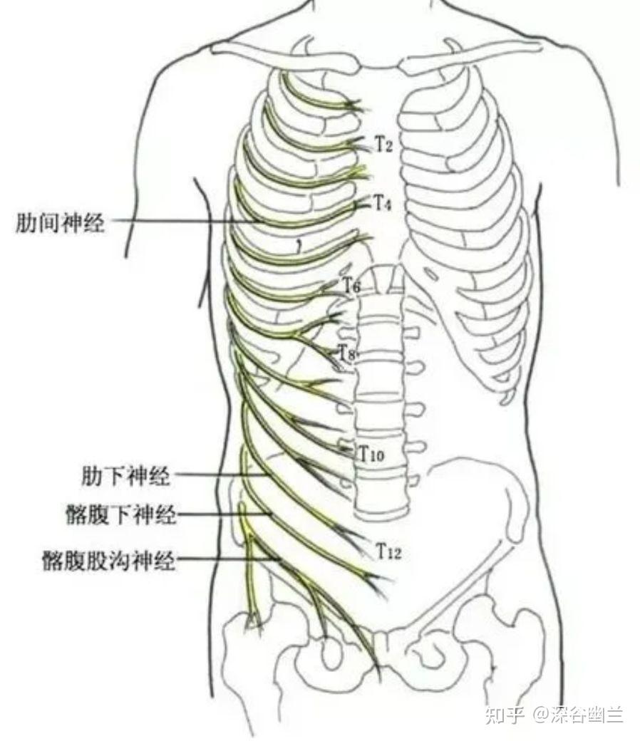 腹横肌腱膜及腹直肌中,有腹壁下动,静脉肌支,布有第十肋间神经