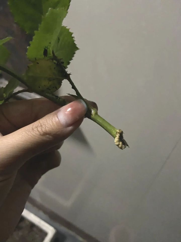 植物扦插，看这！ - 知乎