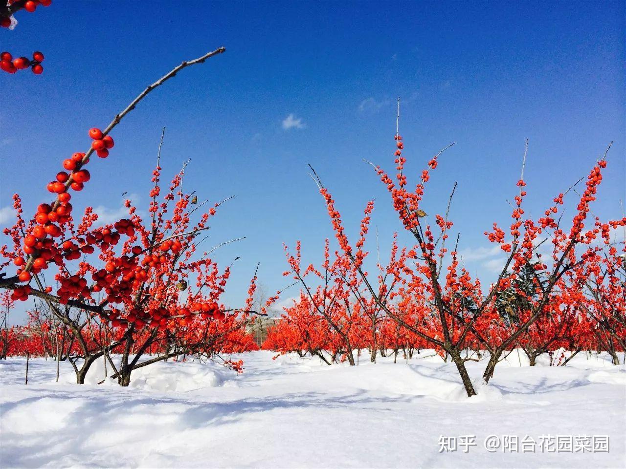 8种“贵族花”,实在太奢侈,动辄上千元,家里有矿才敢买(贵族服饰花纹)