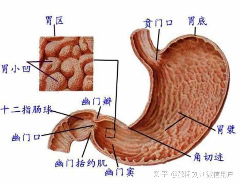 中部叫中脘