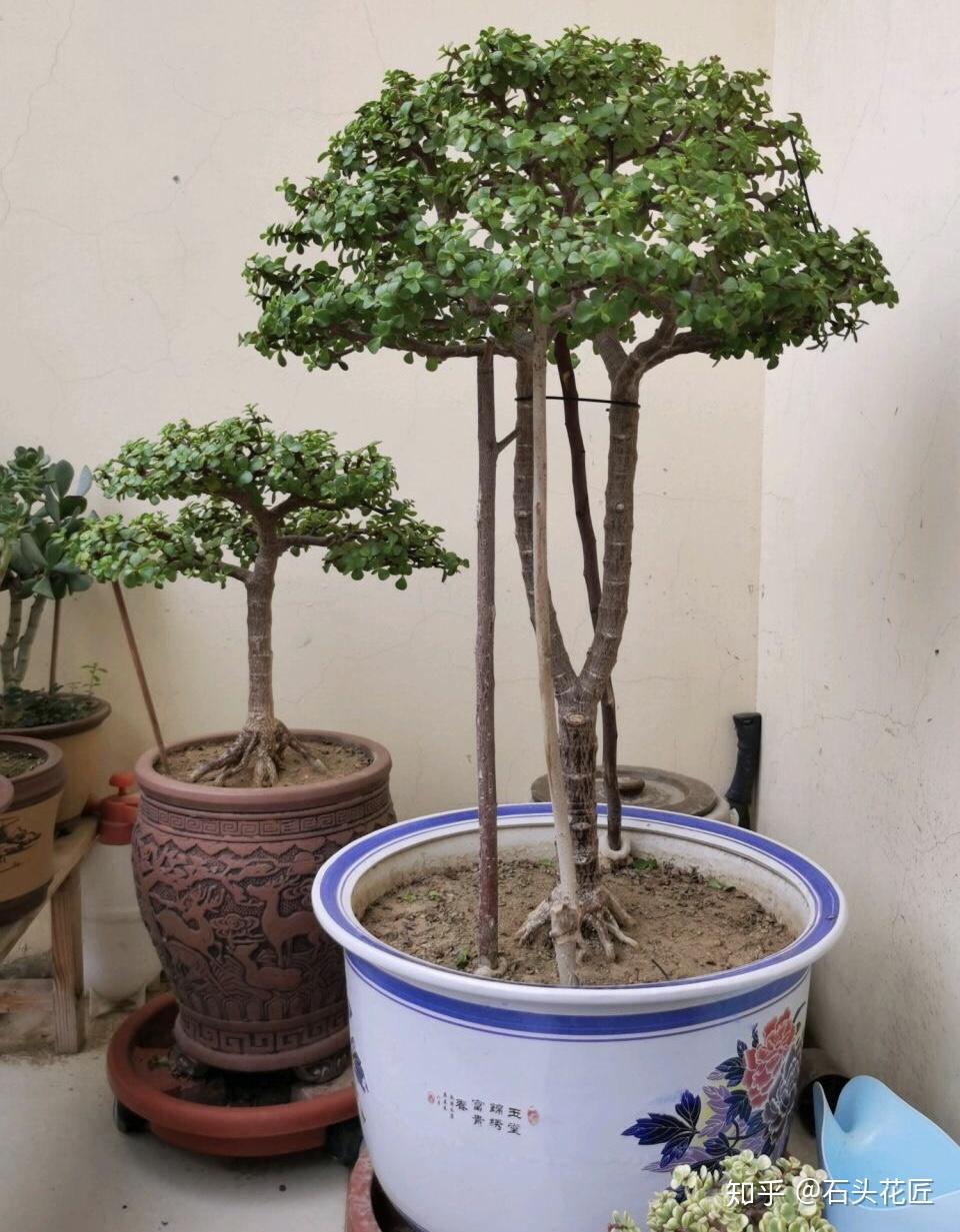 怎么养金枝玉叶老桩 v2-3fef5a19443b45c875746c958cb38b36_r.jpg