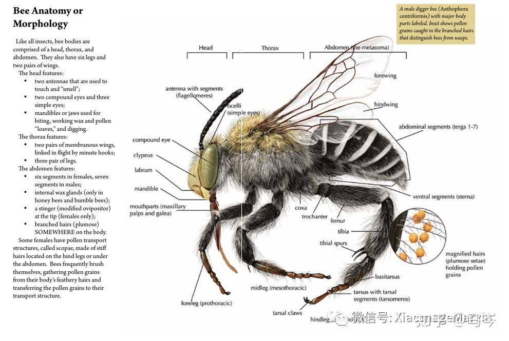 蜜蜂的身体结构和器官图片