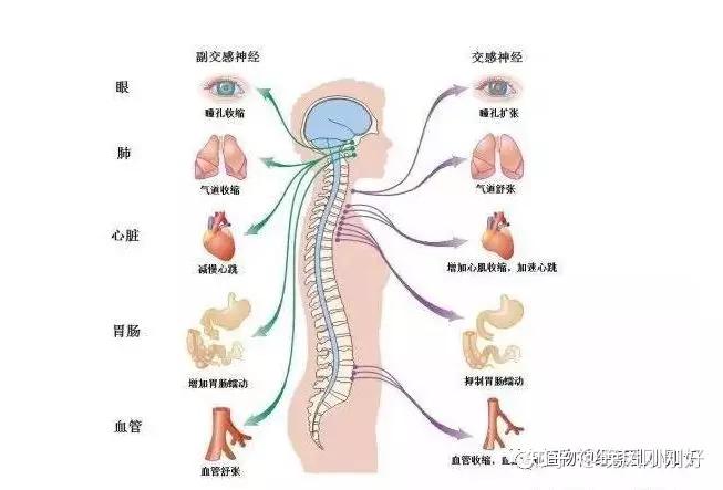 是失眠引起的植物神经紊乱还是神经紊乱引起的失眠