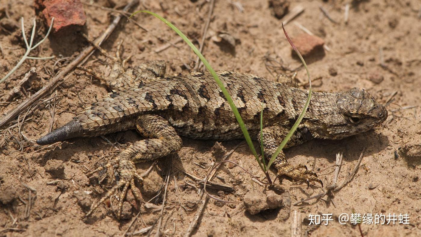 【地球演义】蛀牙，断尾巴 - 知乎