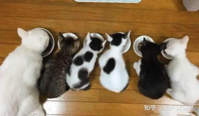 怎么看小猫几个月了 v2-4000a68804d1b5486a311d411596c1d6_r.jpg