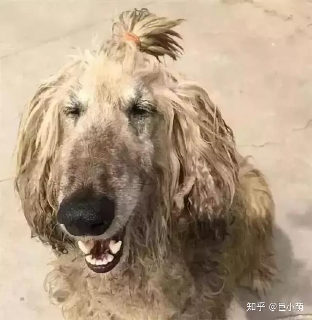 这么拉风的阿富汗猎犬就该被禁养