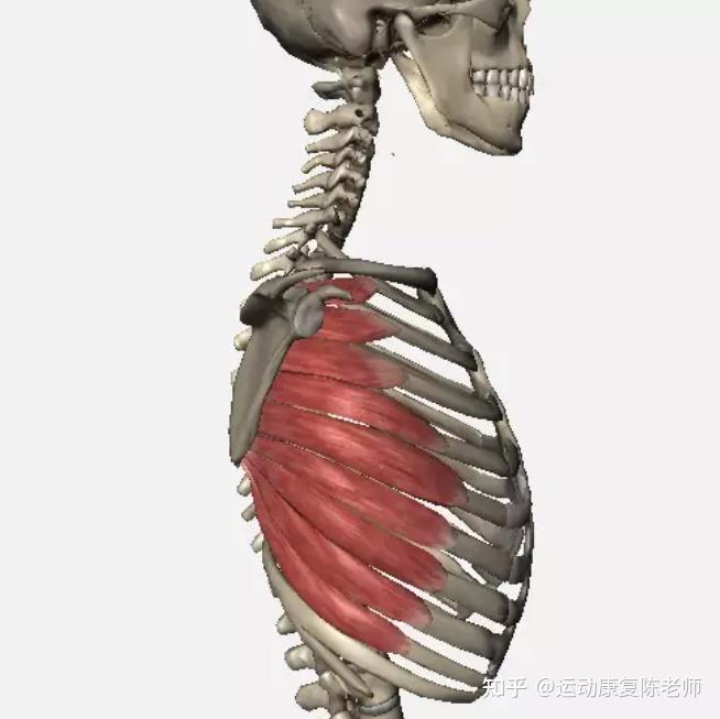 「锐博康复」体态杀手——耸肩,竟然是对的?