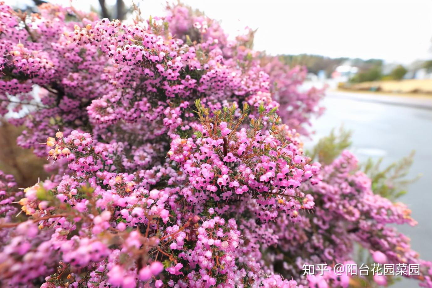 8种“贵族花”,实在太奢侈,动辄上千元,家里有矿才敢买(贵族服饰花纹)