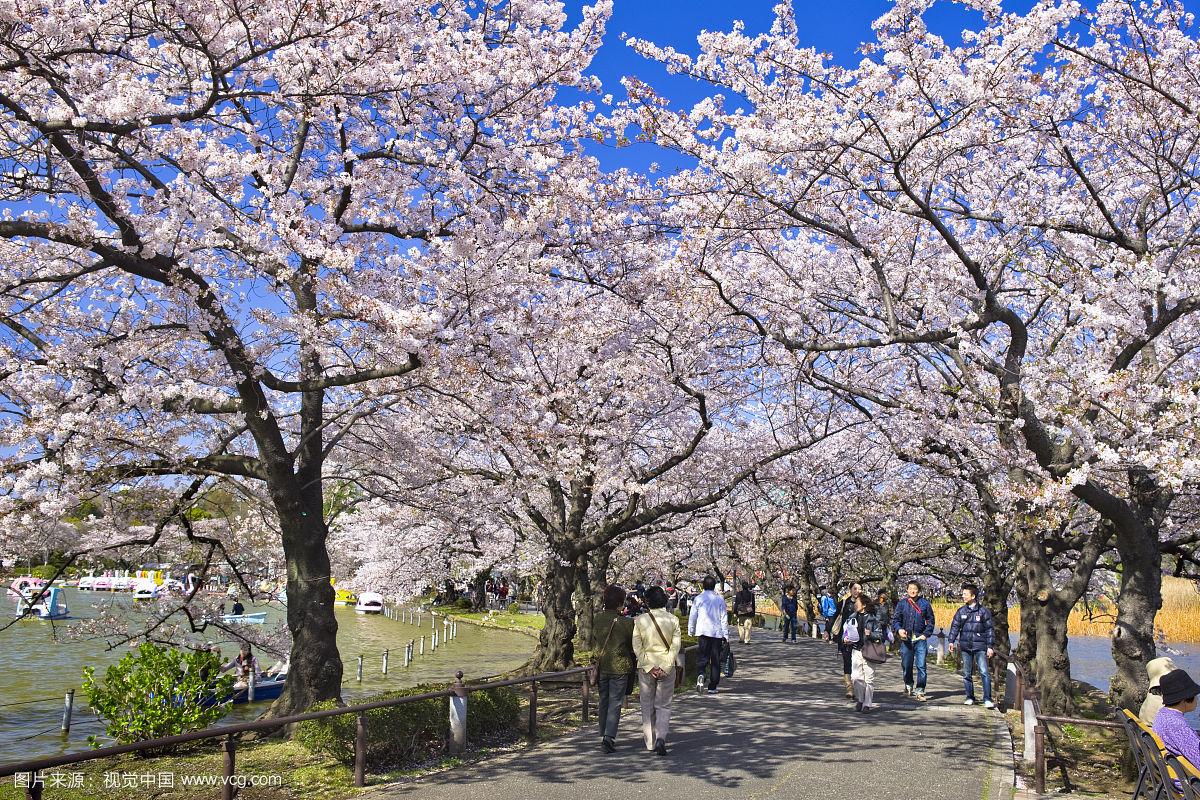 看樱花不用去日本 世界级赏樱胜地就在家门口