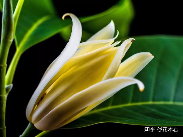 黄桷兰的鉴赏与栽培养护 - 知乎