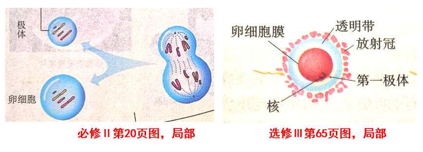 为什么说减数分裂是特殊的有丝分裂? - 知乎