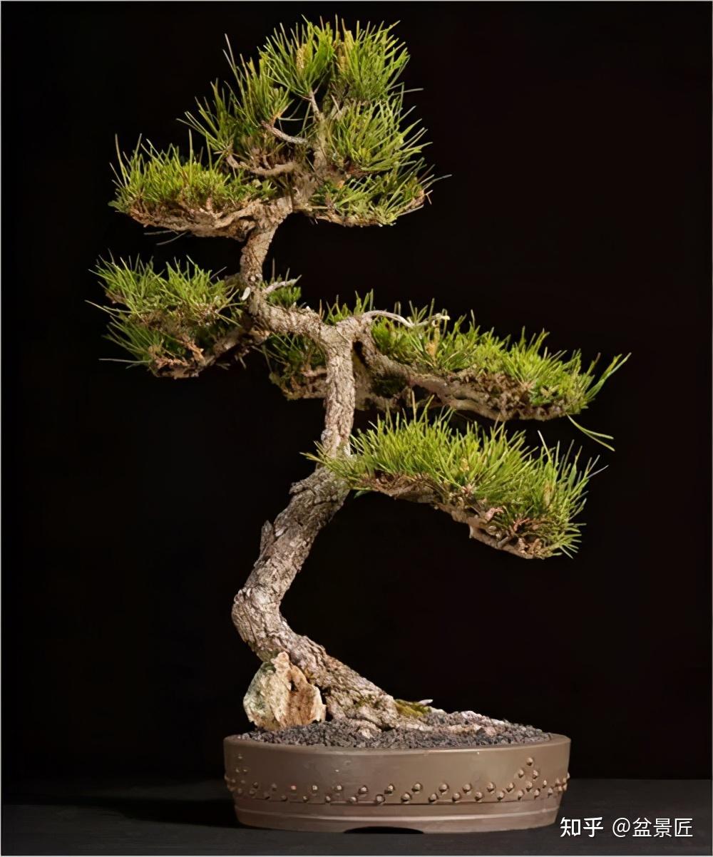 室内养什么盆景好活 v2-401b986a00fe69f41f5edb45e5824d7e_r.jpg