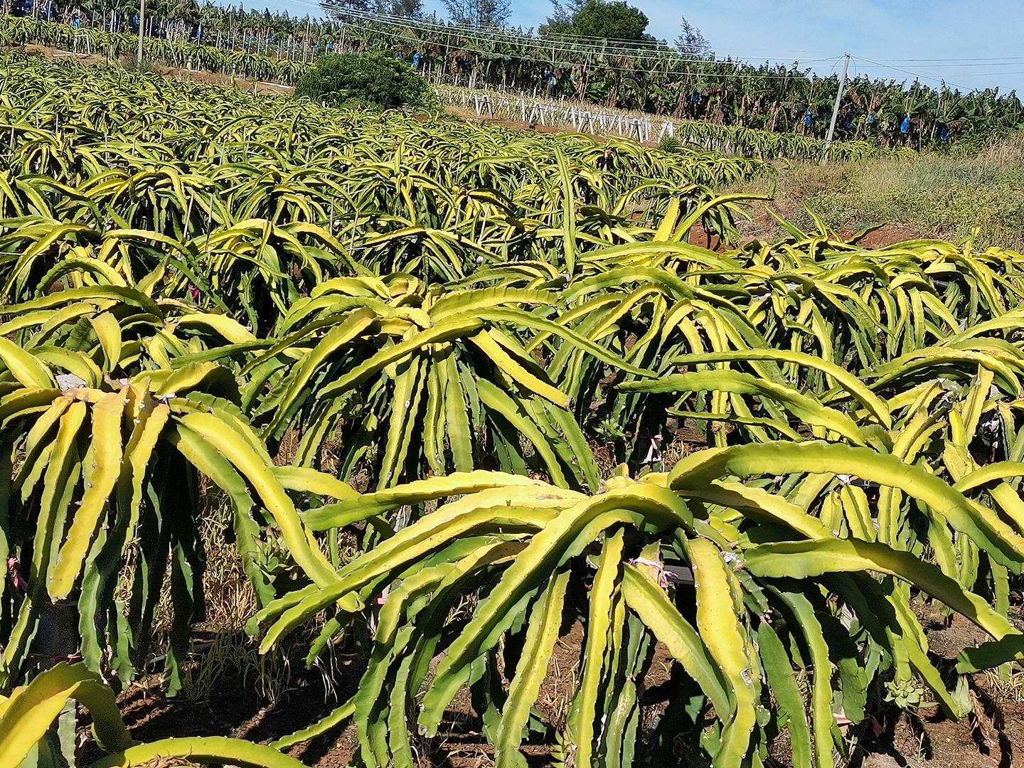 基地,觀光園種植,農場主等打造的專業農技服務平臺 火龍果種植過程中