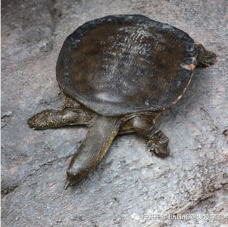 euphrates softshell turtle幼发拉底鳖学名:rafetus euphraticus体长