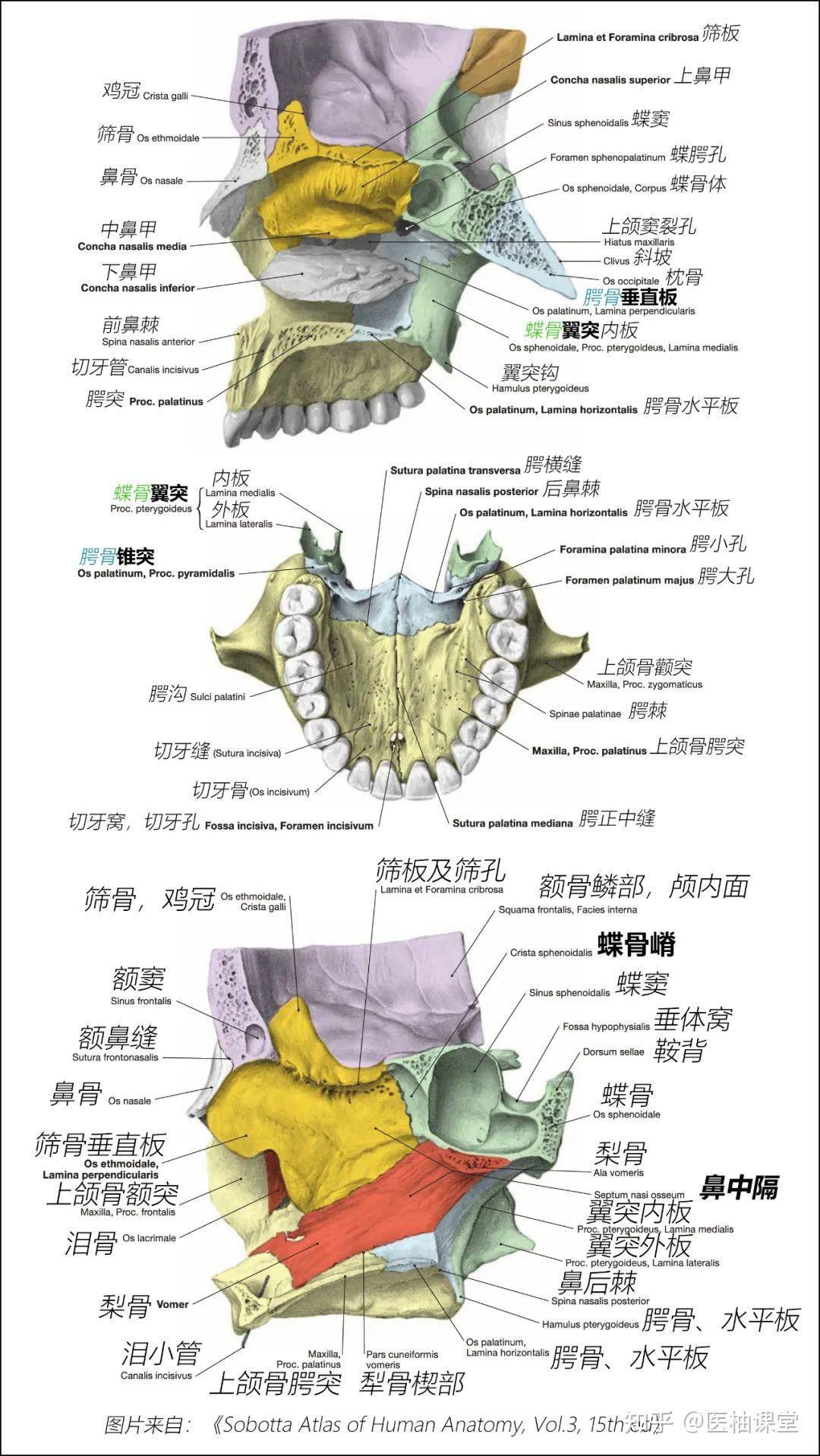 颌面部骨骼结构图解 - 知乎