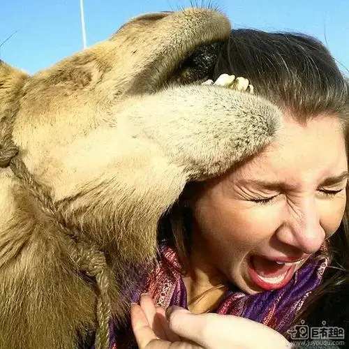 也曾出现过骆驼咬人的情况.