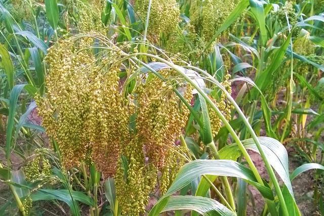 诗云"故人具鸡黍,邀我至田家.