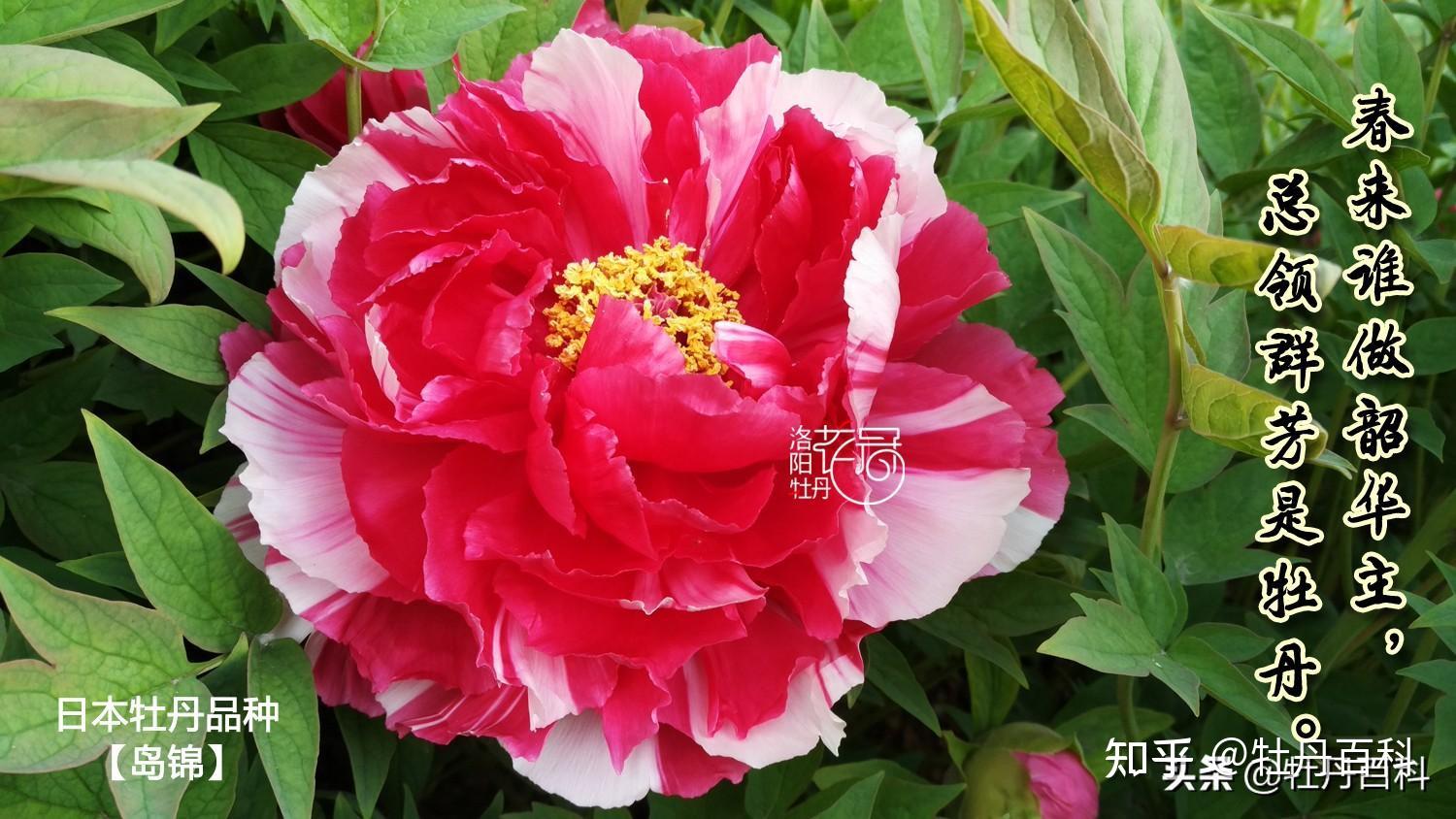 "一朵花开,两种精彩"的复色牡丹