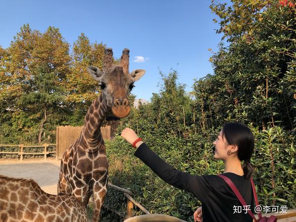 上海野生动物园03拍照攻略77亲子闺蜜情侣