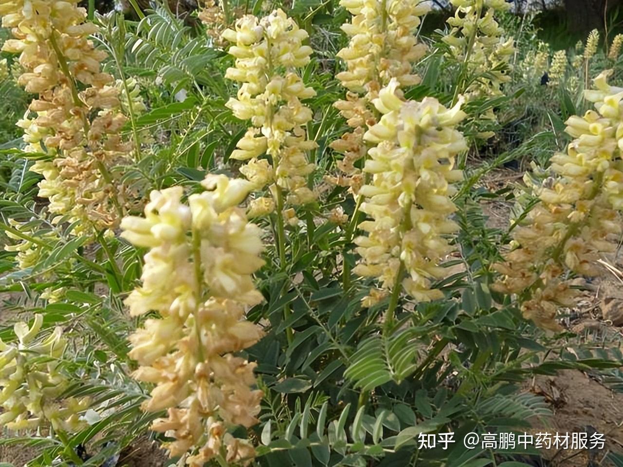 123 苦豆子-宁夏罗山植物-图片