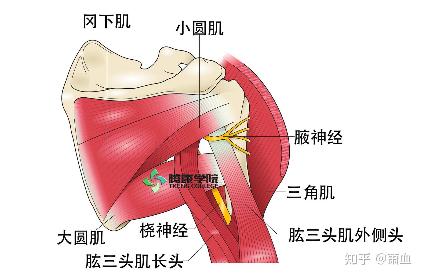 桡神经应用解剖 - 知乎