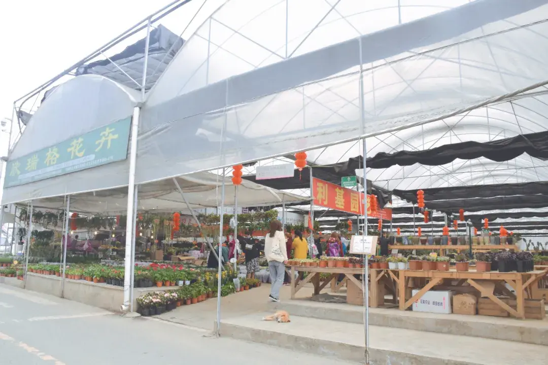 买花不要只晓得三圣乡了新都家门口这个超大的花卉批发市场它不香吗
