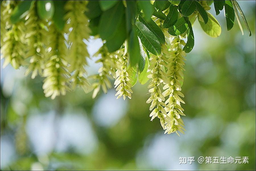 芳香植物——枫杨 - 知乎