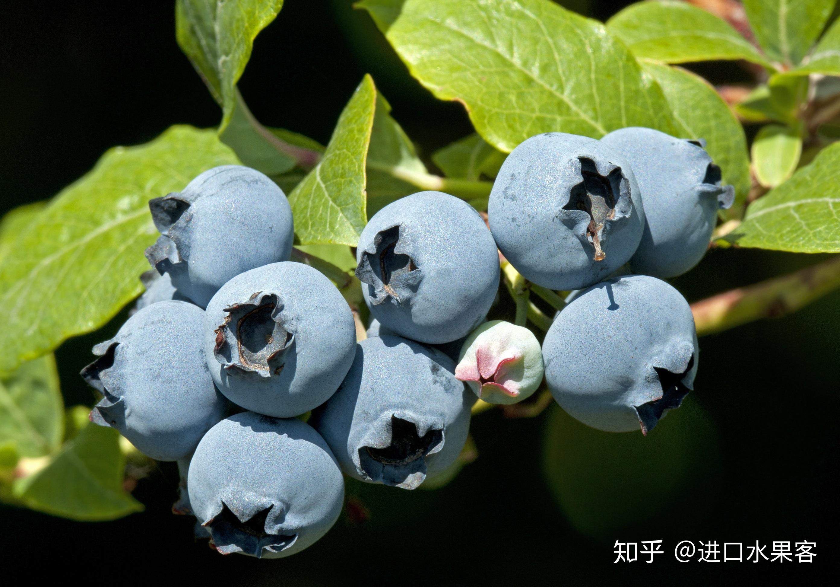 蓝莓粉-天行健集团-FoodTalks食品产品库