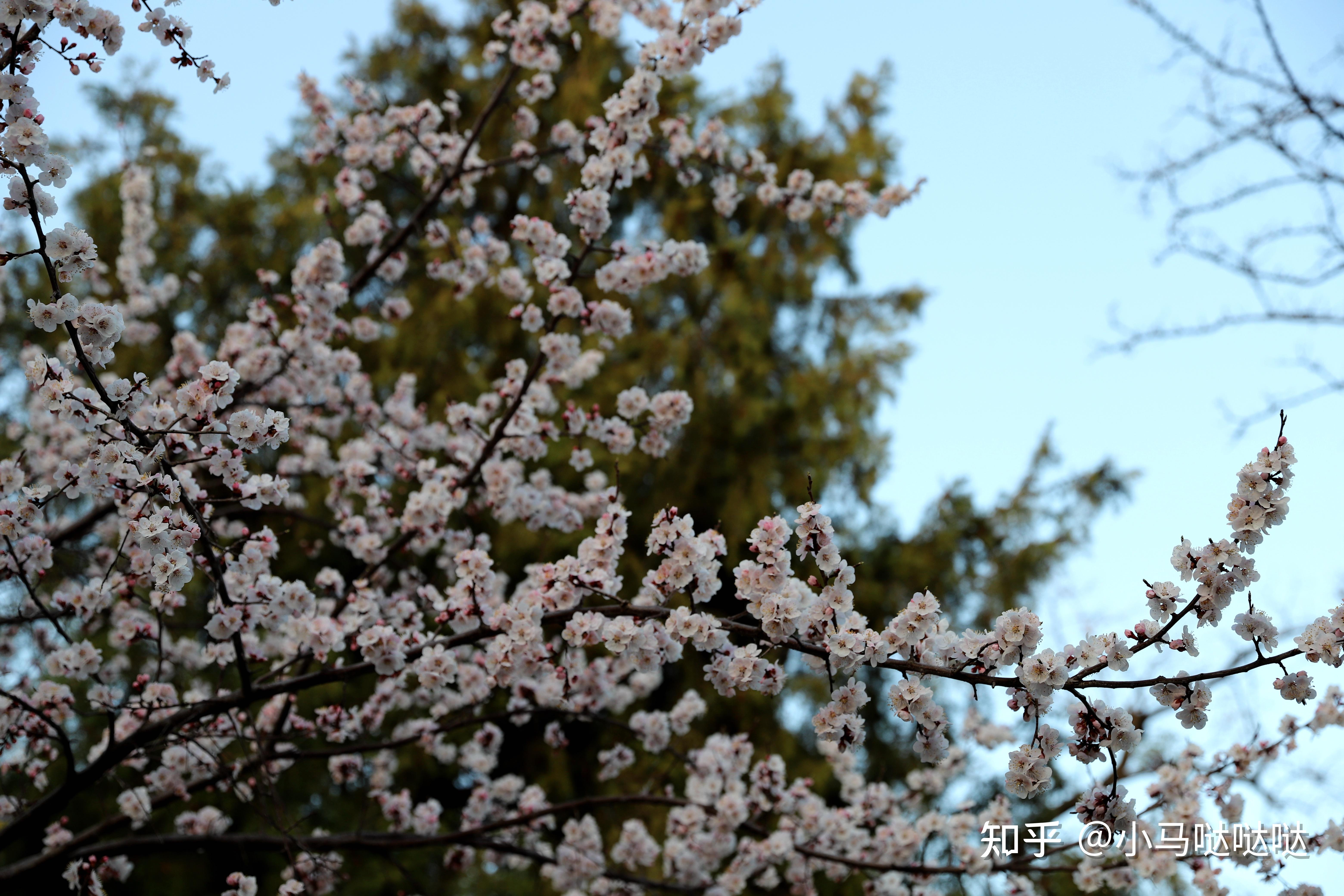 2022年玉淵潭公園春季花展遊記