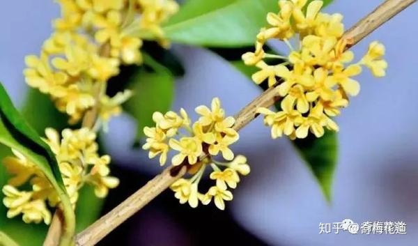 世间九种最凄美的花 美到心碎 知乎