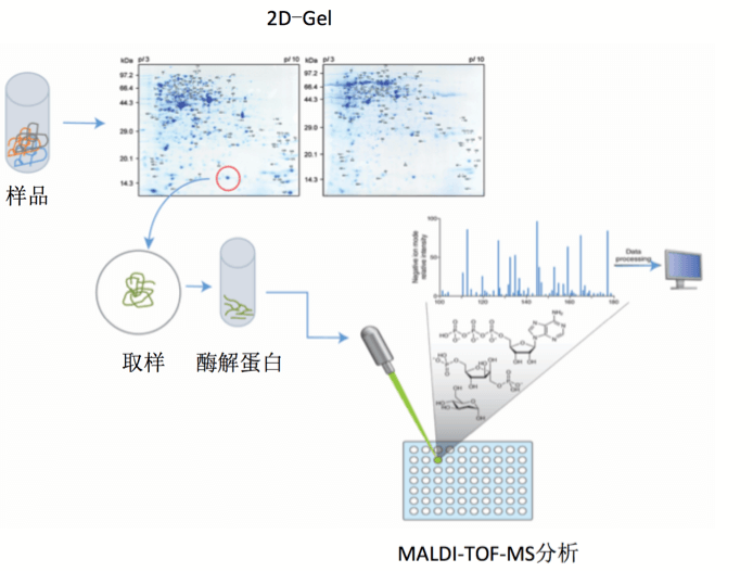 详解蛋白质质谱鉴定技术原理和方法 - 知乎
